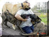 Fawn Great Dane Lumpy loves to be on top of everything